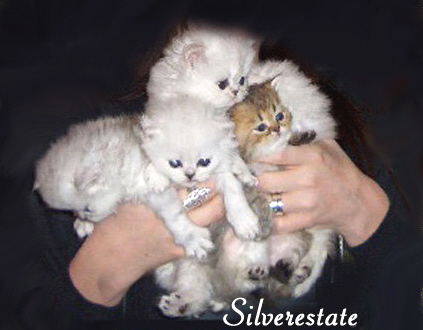 kitten